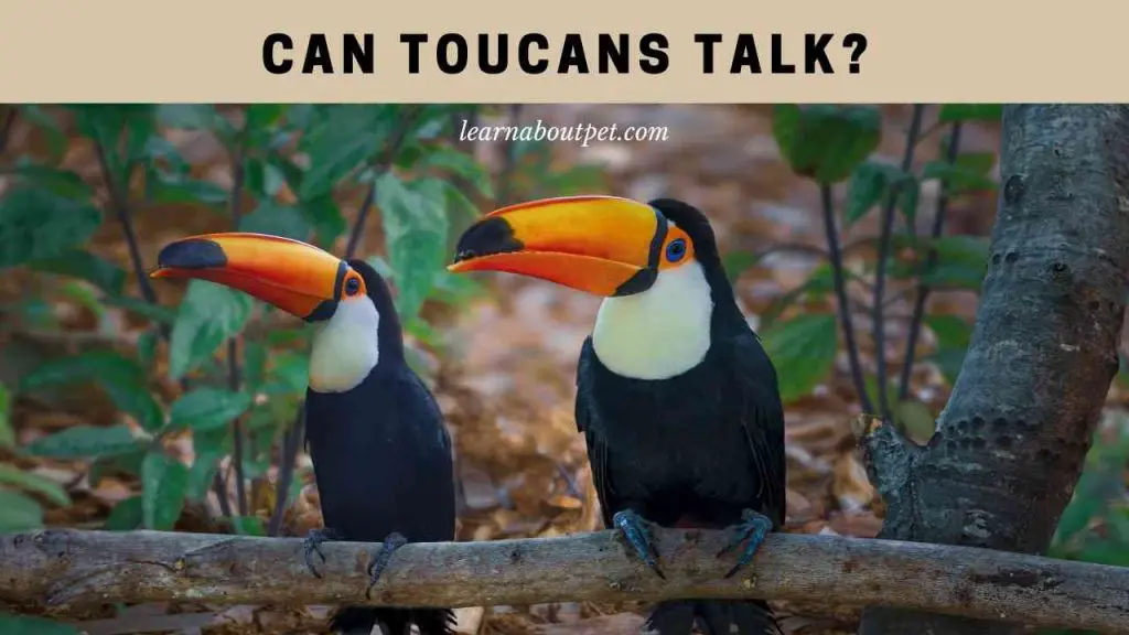 Can toucans talk