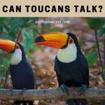 Can toucans talk