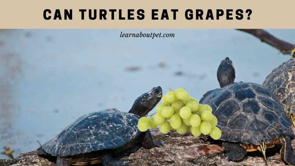 Can Turtles Eat Grapes? (7 Interesting Food Facts) - 2023