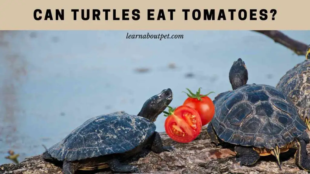 Can turtles eat tomatoes
