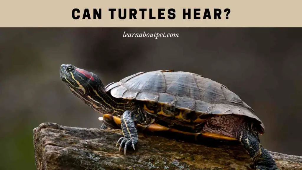 Can Turtles Hear? How Do Turtles Hear? 9 Interesting Facts