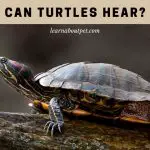 Can Turtles Hear? How Do Turtles Hear? 9 Interesting Facts