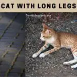 Cat With Long Legs : (10 Cool Cat Long Leg Breeds)