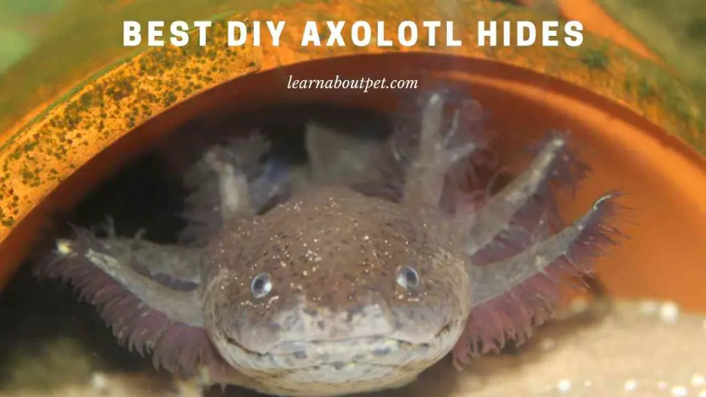 Diy axolotl hides