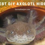 DIY Axolotl Hides : (7 Interesting Ideas) DIY axolotl hides