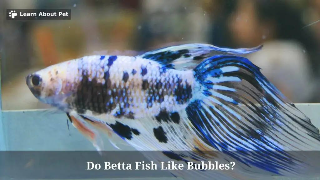 Do Betta Fish Like Bubbles? (7 Interesting Facts) 2023