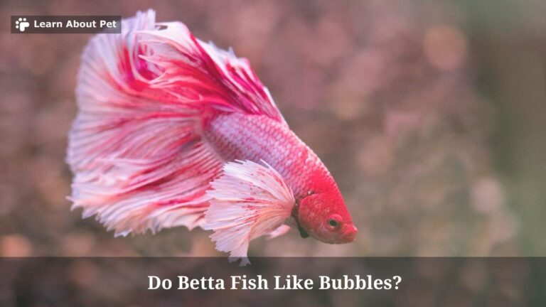 do-betta-fish-like-bubbles-7-interesting-facts-2023