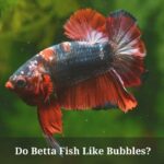 Do Betta Fish Like Bubbles? (7 Interesting Facts)