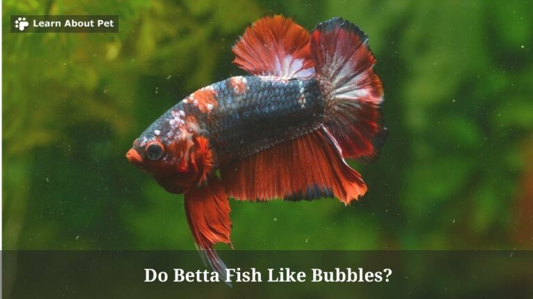 Do Betta Fish Like Bubbles? (7 Interesting Facts) - 2023