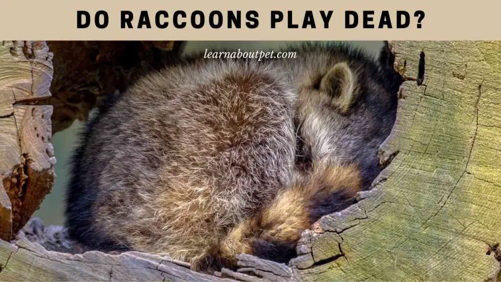 Do raccoons play dead