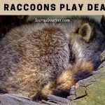 Do Raccoons play dead
