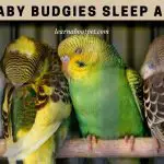 Do Baby Budgies Sleep A Lot? (7 Clear Facts)