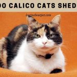 Do calico cats shed