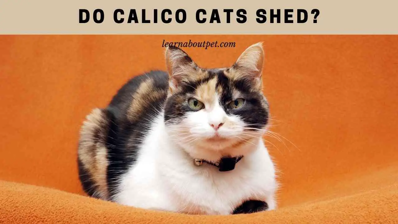 do-calico-cats-shed-7-interesting-facts-2023