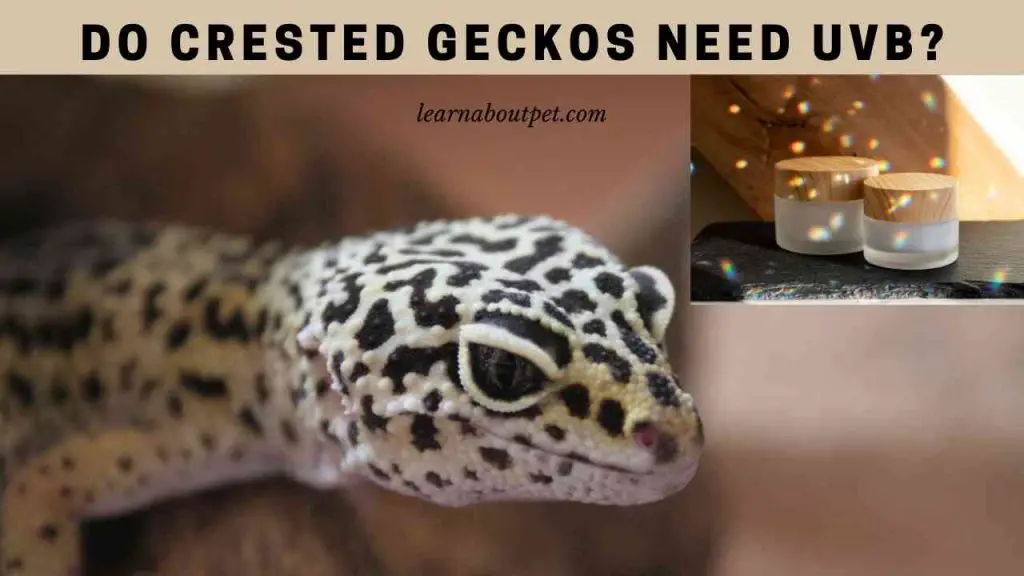 Do crested geckos need uvb