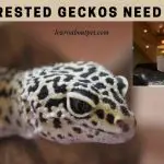 Do Crested Geckos Need UVB? (7 Clear Facts)