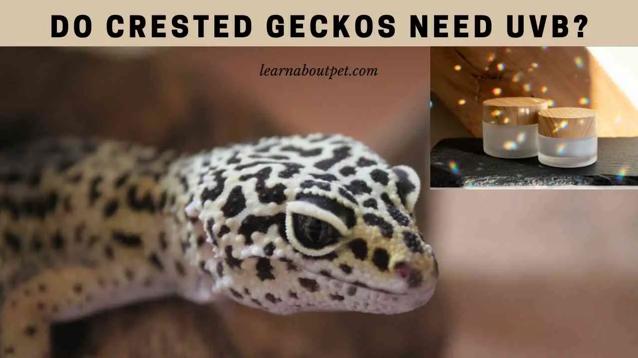 Do Crested Geckos Need UVB? (7 Clear Facts) - 2022