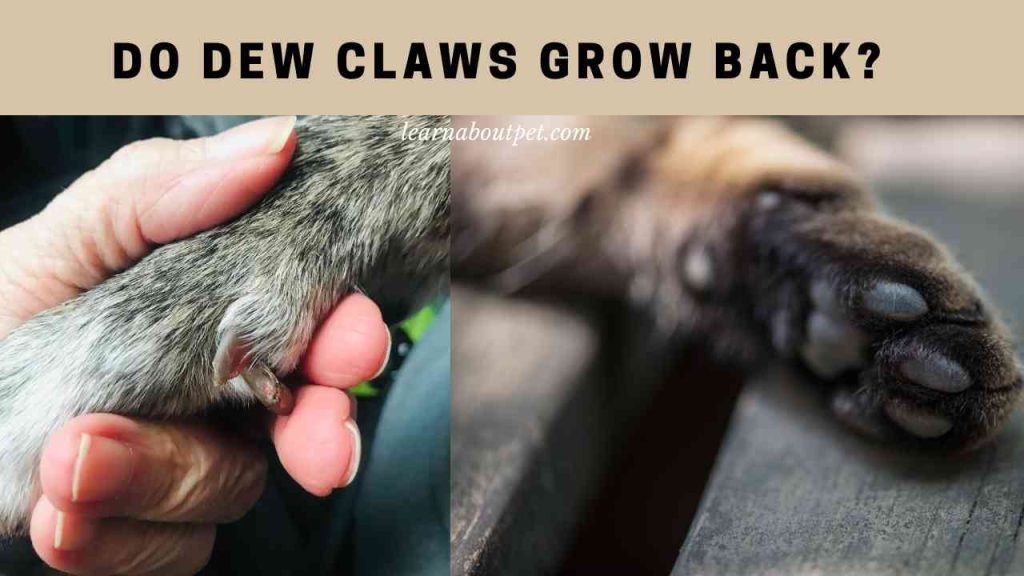 Do dew claws grow back