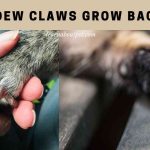 Do Dew Claws Grow Back? (7 Clear Health Facts) Do dew claws grow back