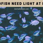 Do glofish need light at night