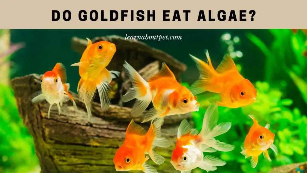Do goldfish eat algae