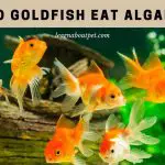 Do Goldfish Eat Algae? (9 Interesting Facts)