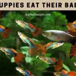 Do Guppies Eat Their Babies? (7 Interesting Facts)