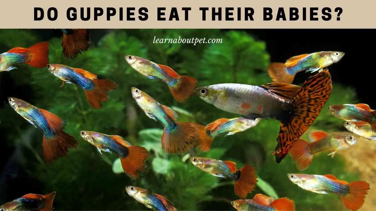 Do Guppies Eat Their Babies? (7 Interesting Facts) - 2023