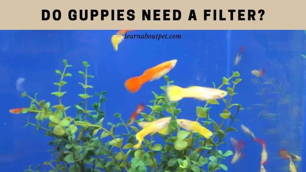 Do guppies need a filter