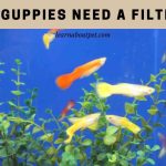 Do Guppies Need A Filter? (7 Interesting Facts)