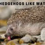 Do Hedgehogs Like Water? (7 Interesting Facts)