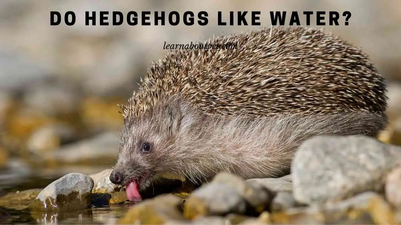 Do Hedgehogs Like Water? (7 Interesting Facts) 2023