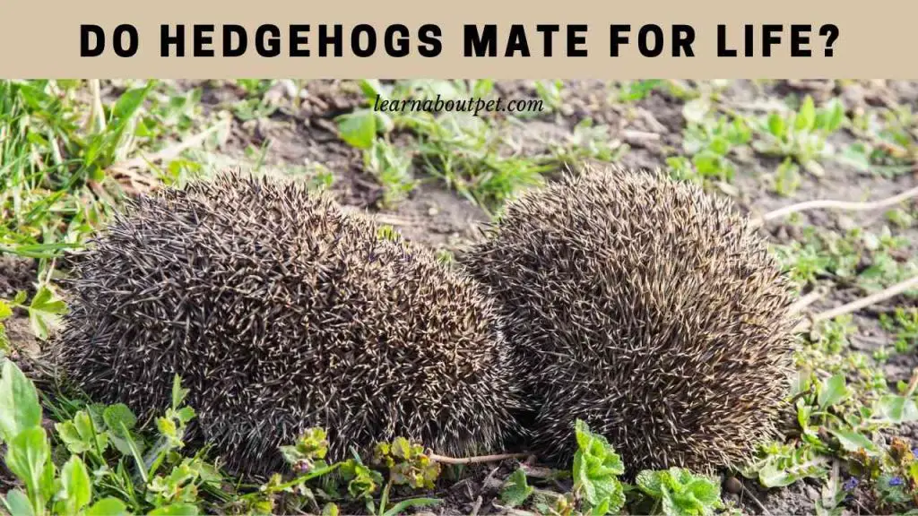 Do hedgehogs mate for life