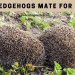 Do Hedgehogs Mate For Life? (7 Interesting Facts) Do hedgehogs mate for life