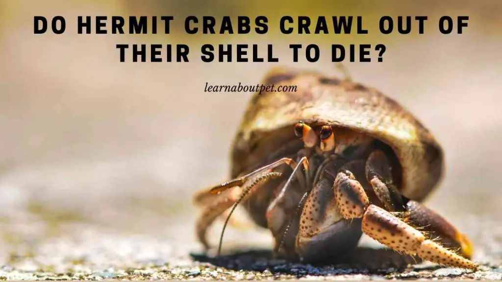 Do hermit crabs crawl out of their shell to die