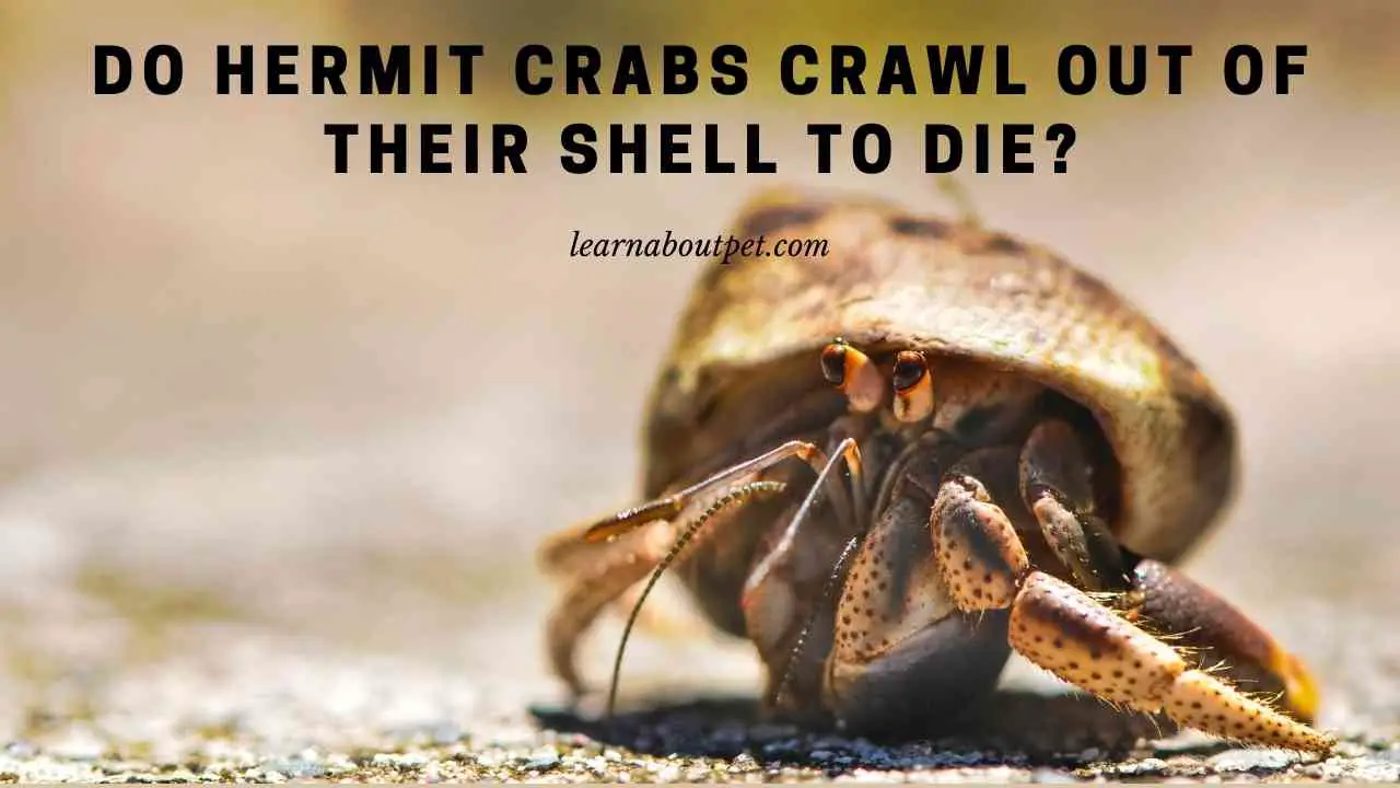 Do Hermit Crabs Crawl Out Of Their Shell To Die? 7 Clear Facts
