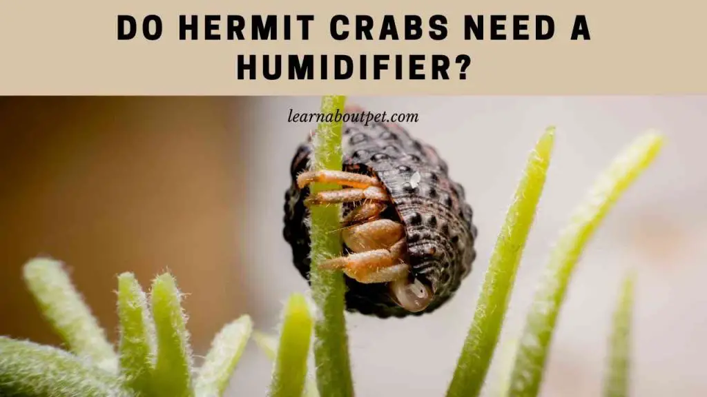 Do hermit crabs need a humidifier