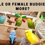 Do male or female budgies talk more