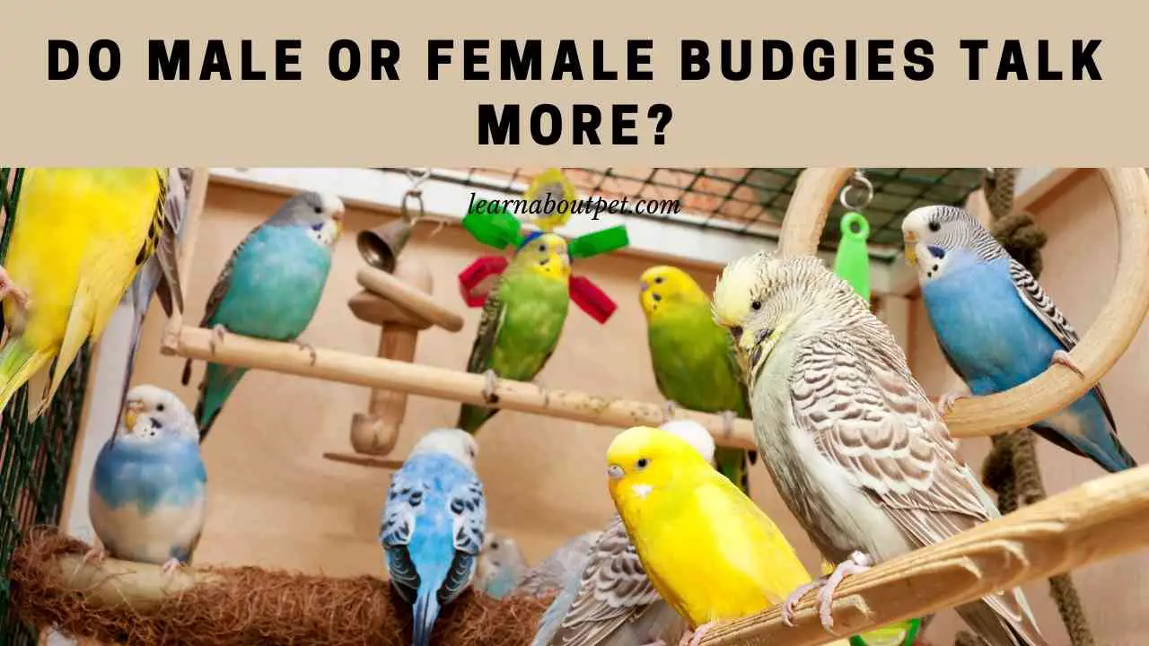 Do Male Or Female Budgies Talk More 7 Cool Facts 2022