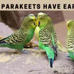 Do Parakeets Have Ears? (7 Interesting Facts)