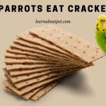 Do parrots eat crackers