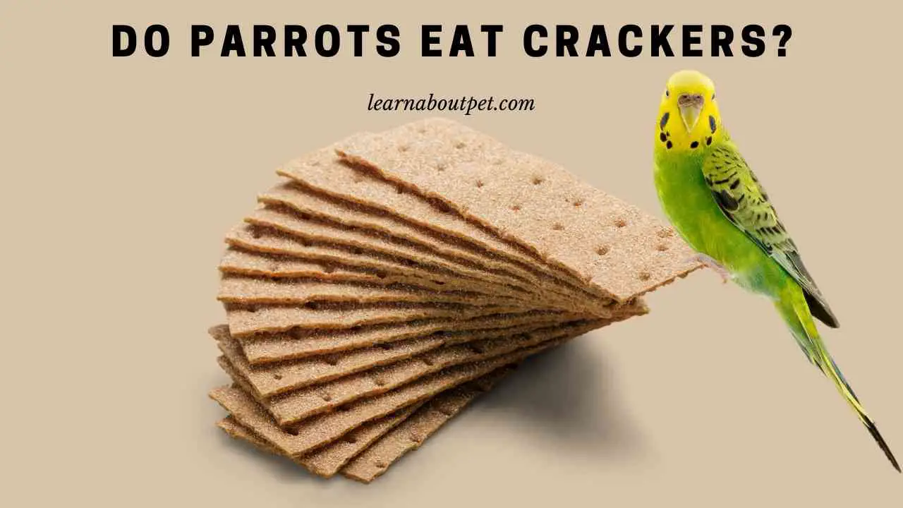 Do Parrots Eat Crackers? (7 Interesting Food Facts) 2022