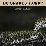 Do Snakes Yawn? How Often Do Snakes Yawn? 9 Cool Facts