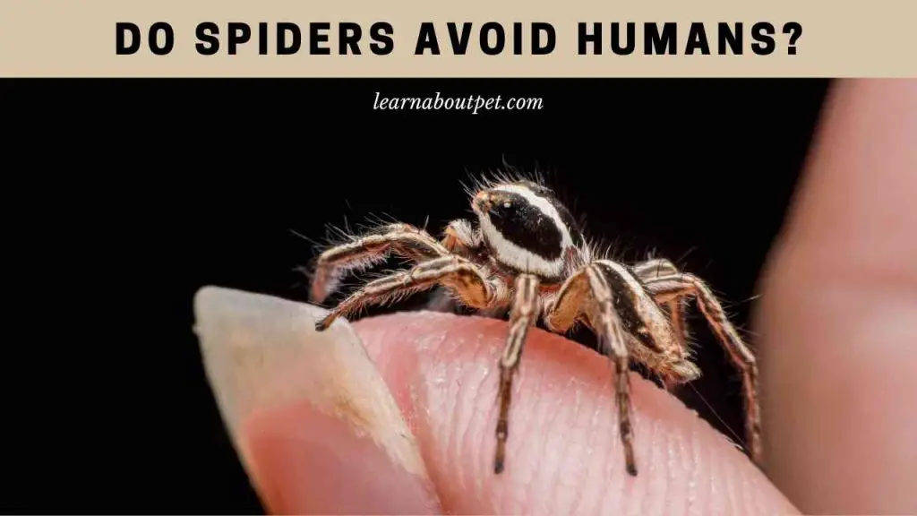 Do spiders avoid humans