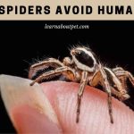 Do spiders avoid humans