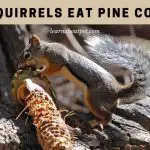 Do Squirrels Eat Pine Cones? (9 Interesting Facts)