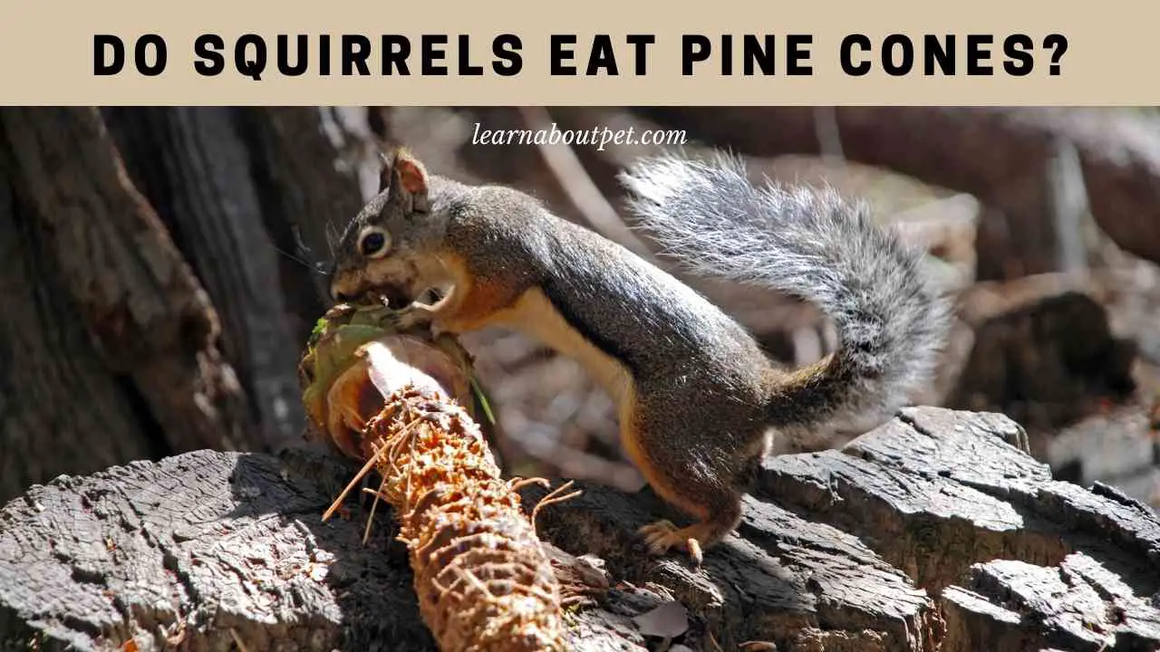 Do Squirrels Eat Pine Cones? (9 Interesting Facts) 2023