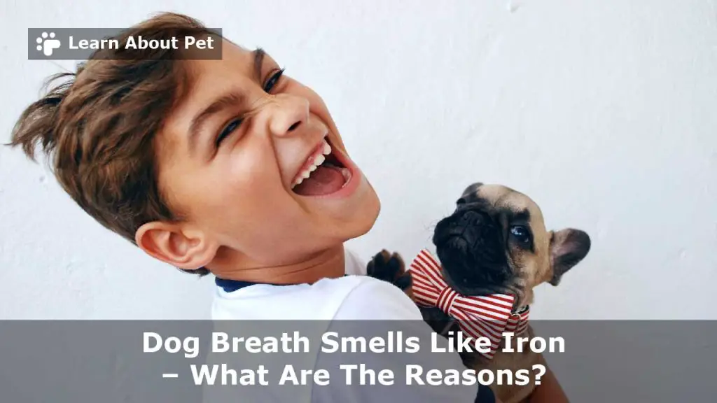 Dog breath smells like iron