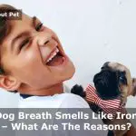 Dog Breath Smells Like Iron : 7 Menacing Facts and How To Stop?