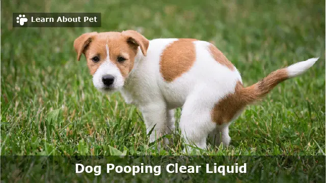 dog-pooping-clear-liquid-7-clear-dietary-adjustments-2022